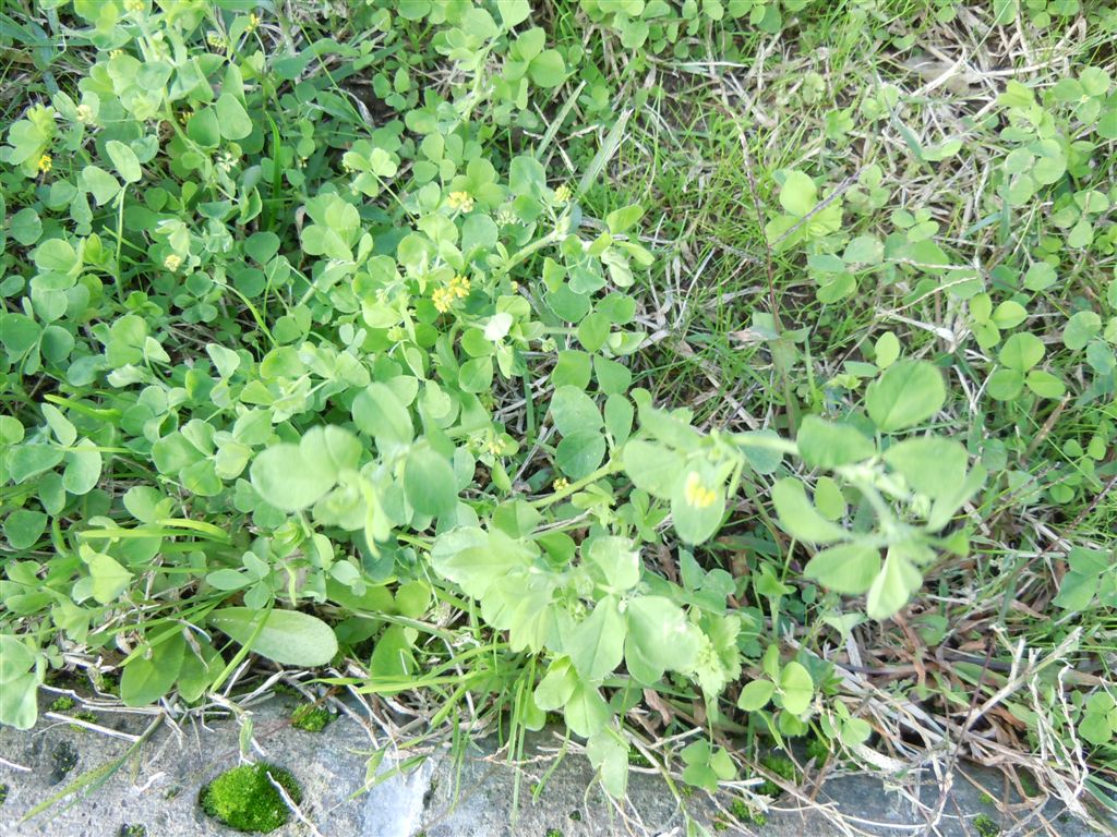 Da identificare - Medicago sp.